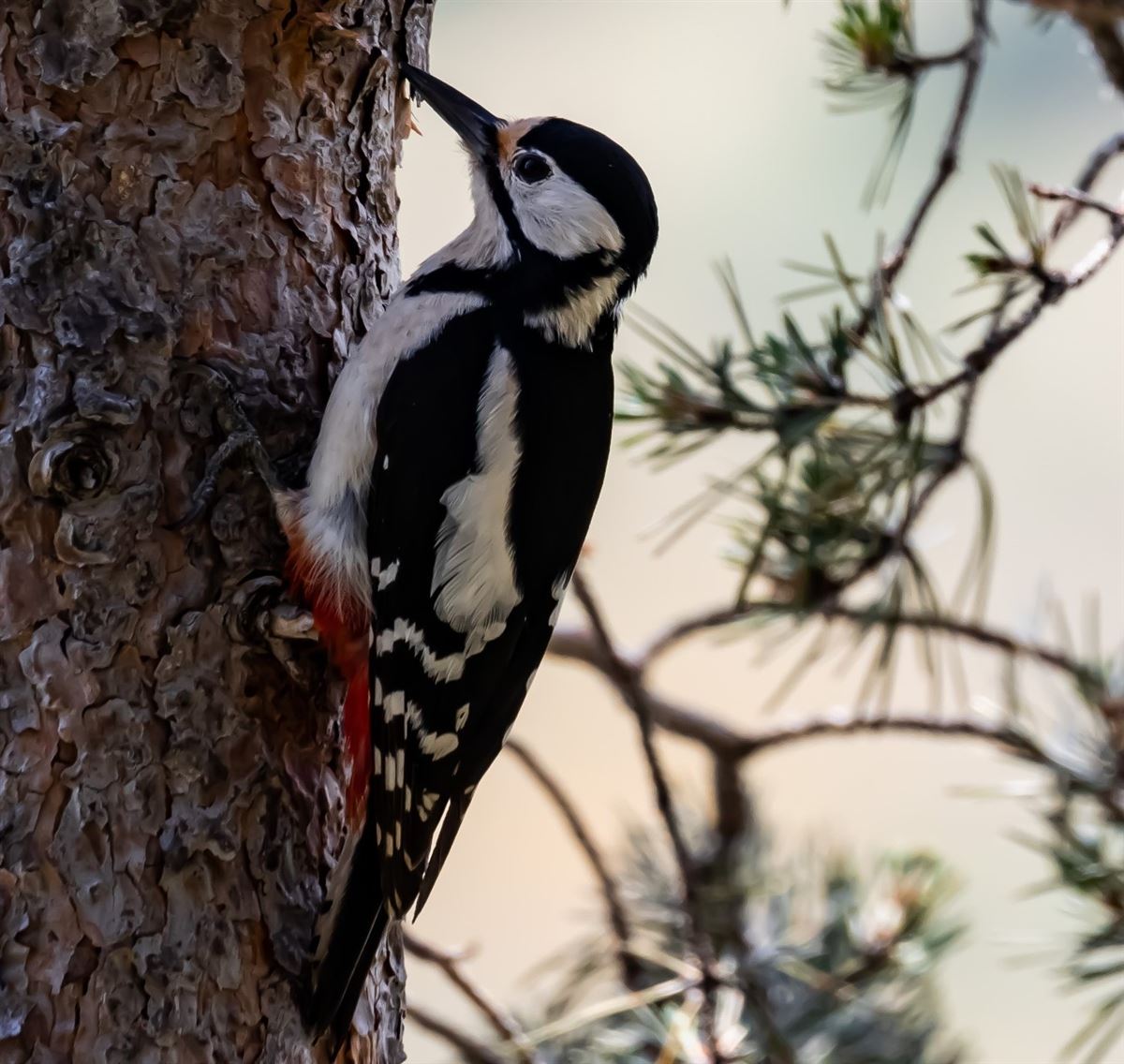 Great Spotted Woodpecker