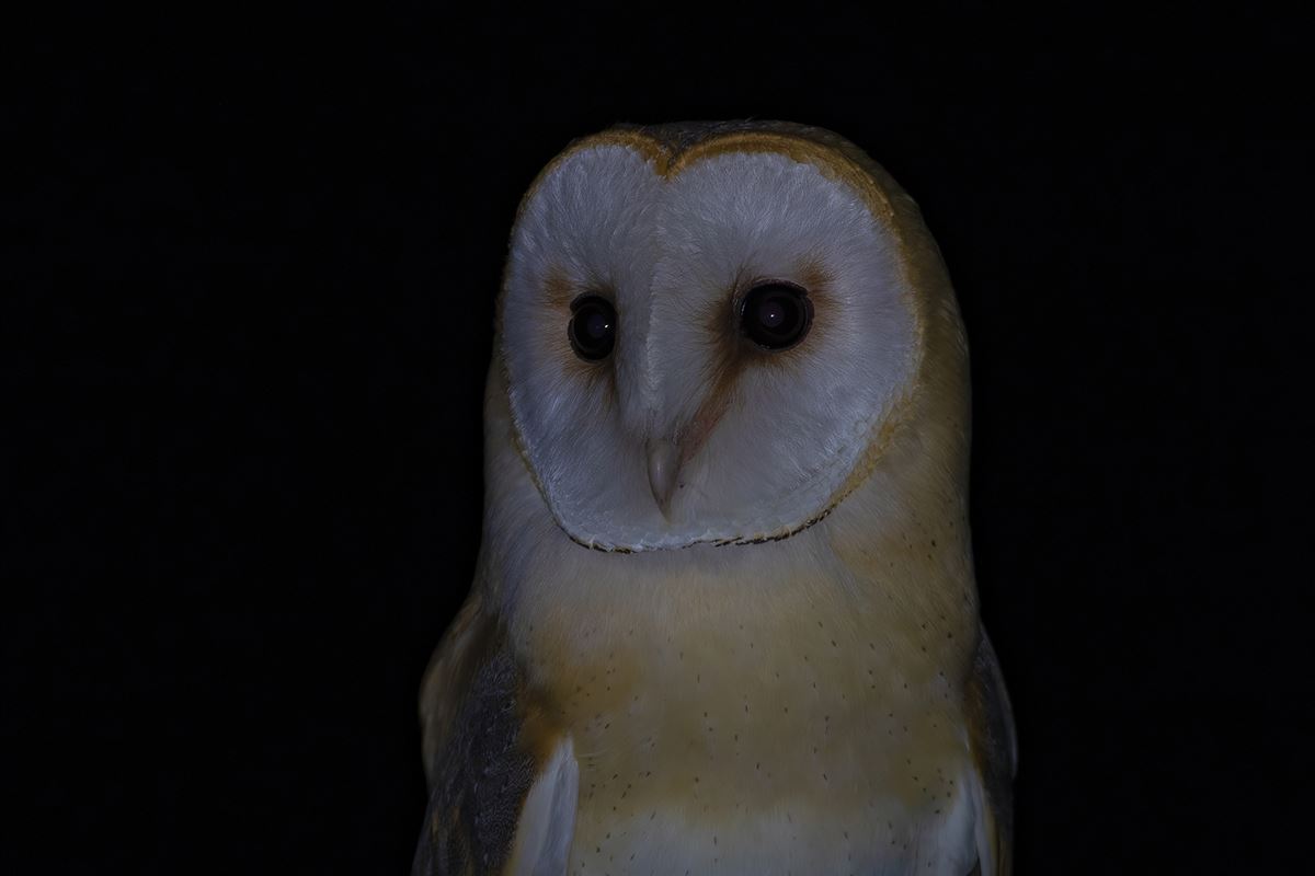 Western Barn Owl