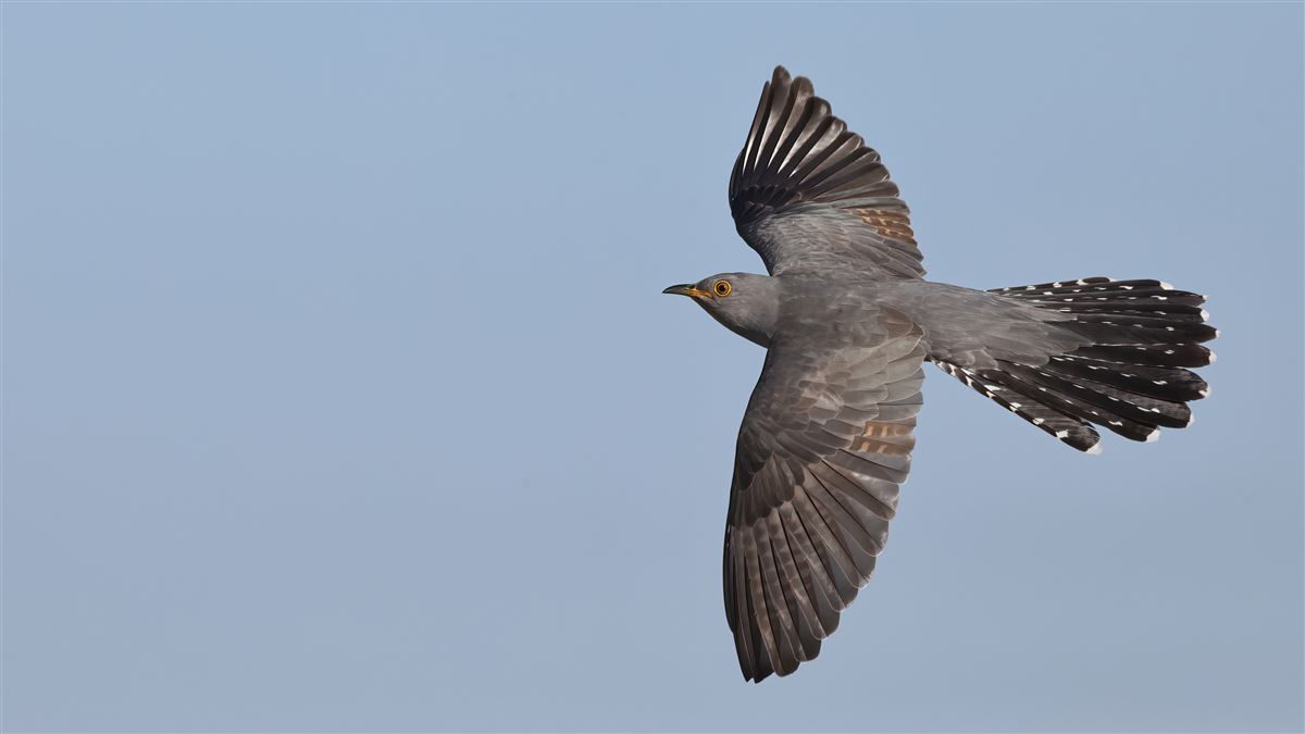 Common Cuckoo