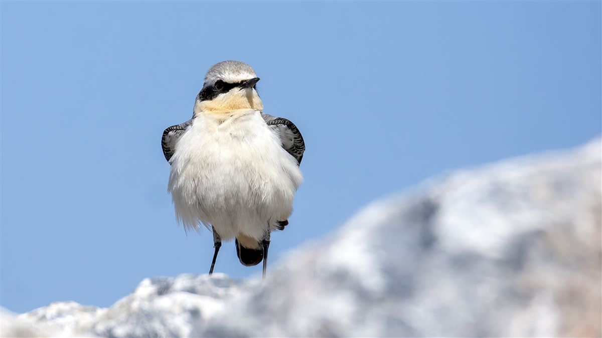 Northern Wheatear