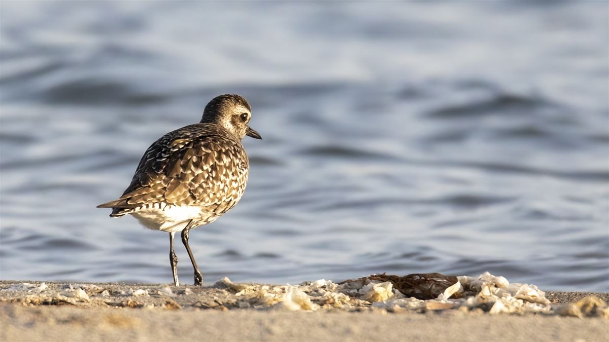 Grey Plover