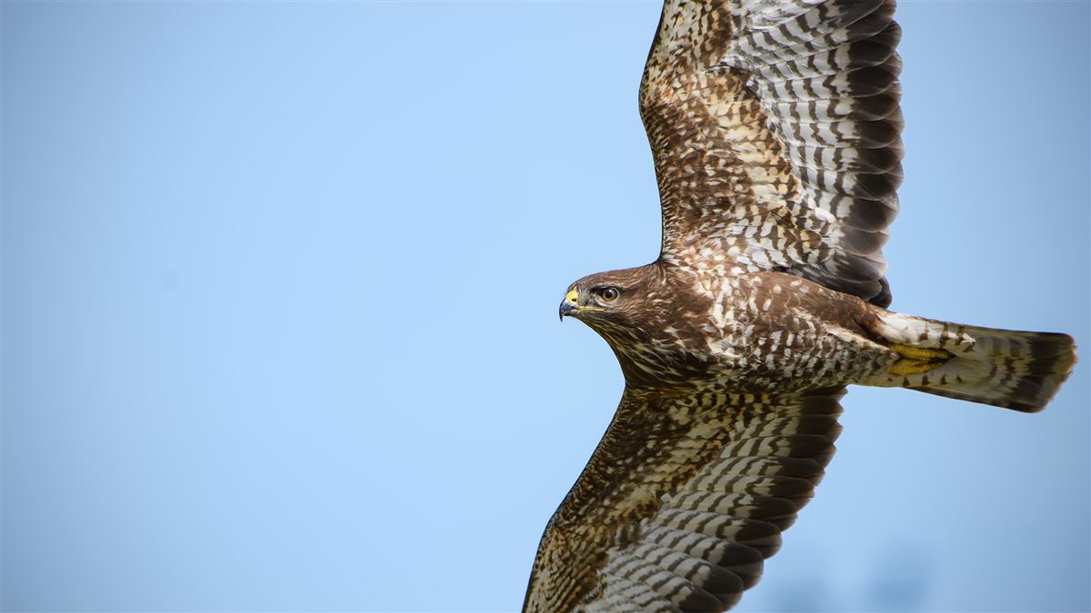 Common Buzzard