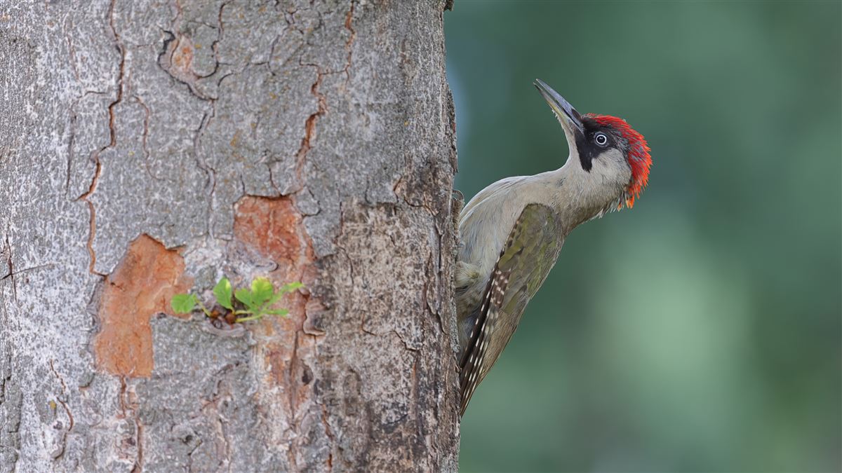 Yeşil ağaçkakan