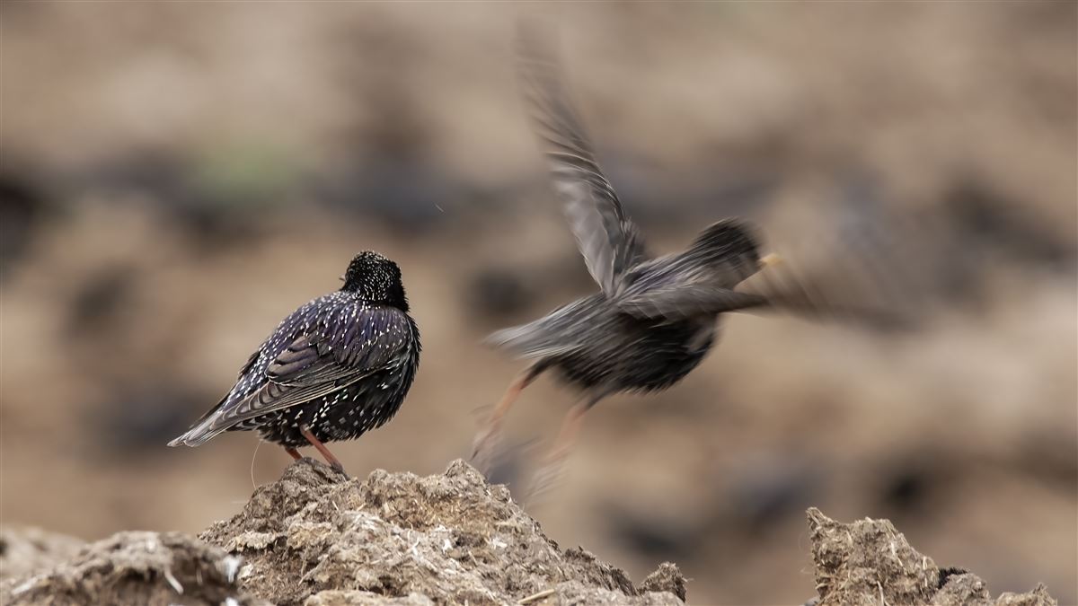 Common Starling