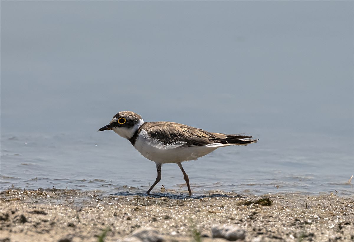 Little Ringed Plover