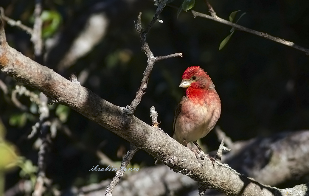 Common Rosefinch