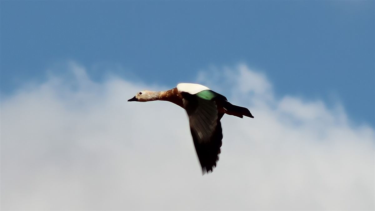 Ruddy Shelduck
