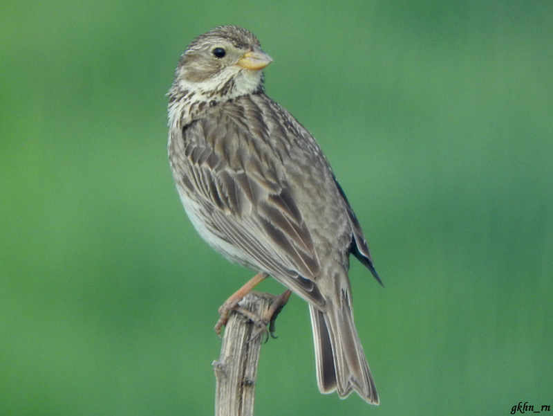 Corn Bunting