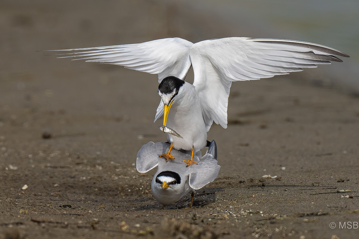 Little Tern