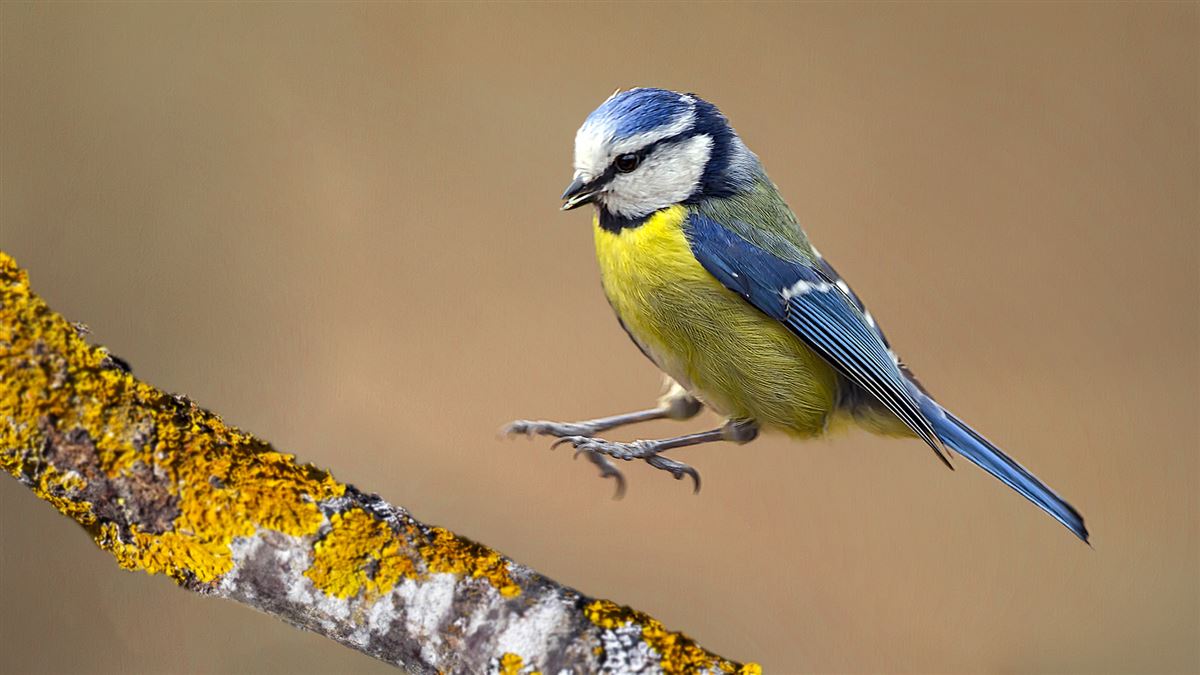 Eurasian Blue Tit
