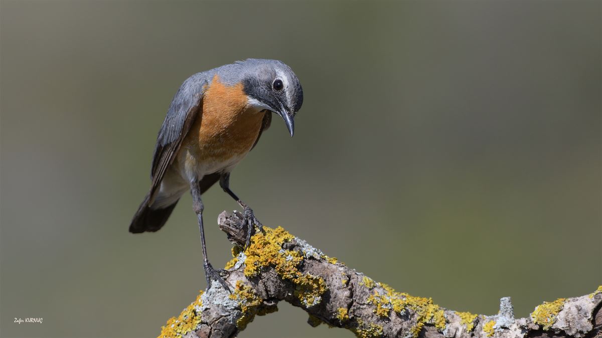 White-throated Robin