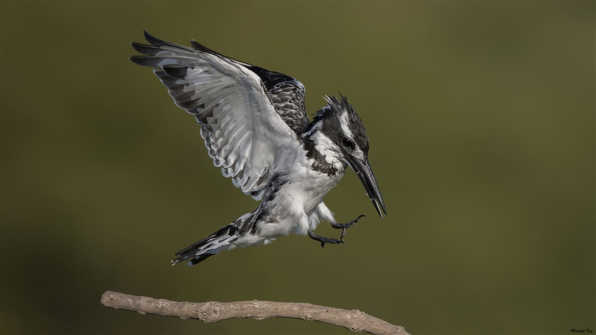 Pied Kingfisher