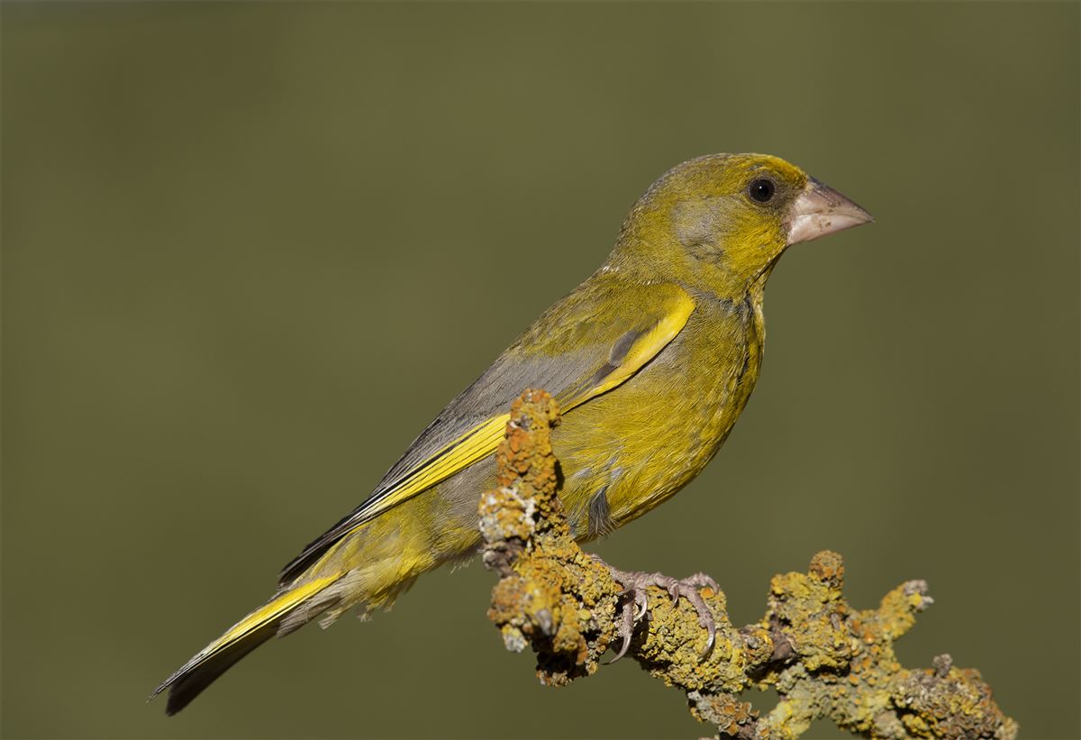 European Greenfinch