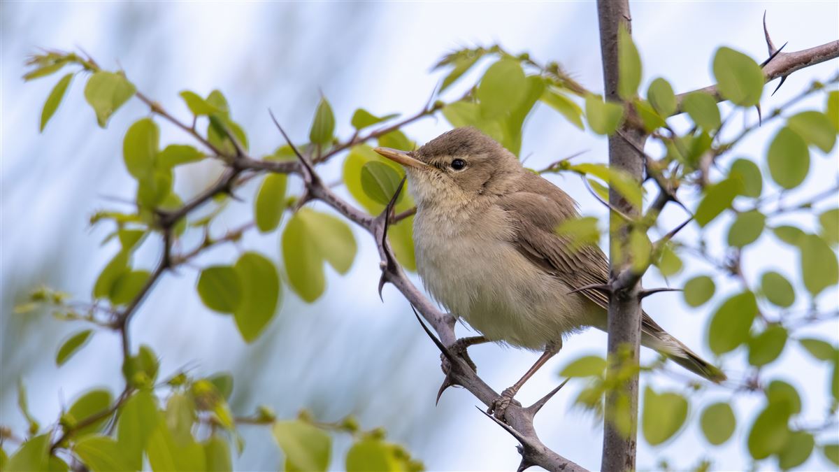 Eastern Olivaceous Warbler