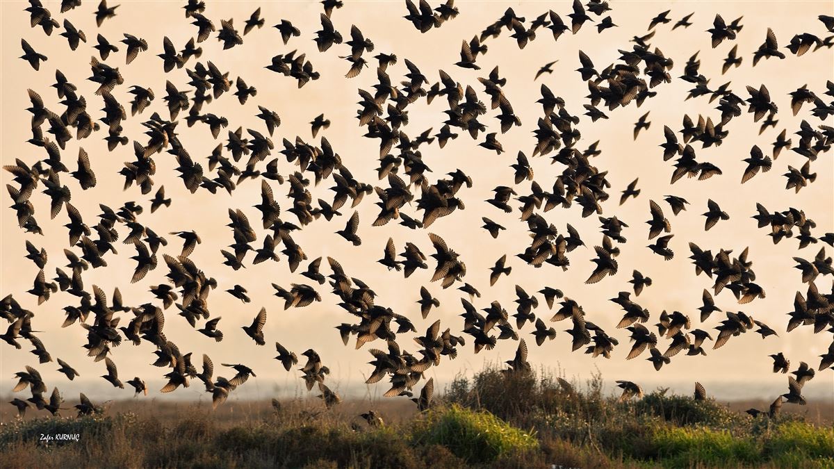 Common Starling