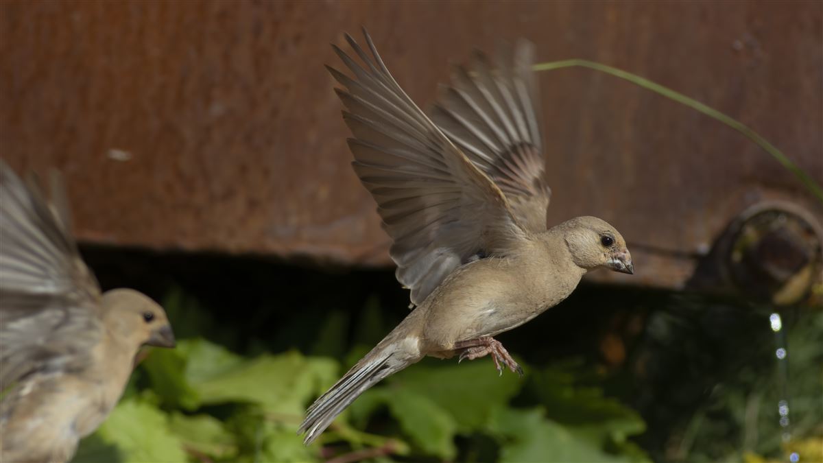 Desert Finch