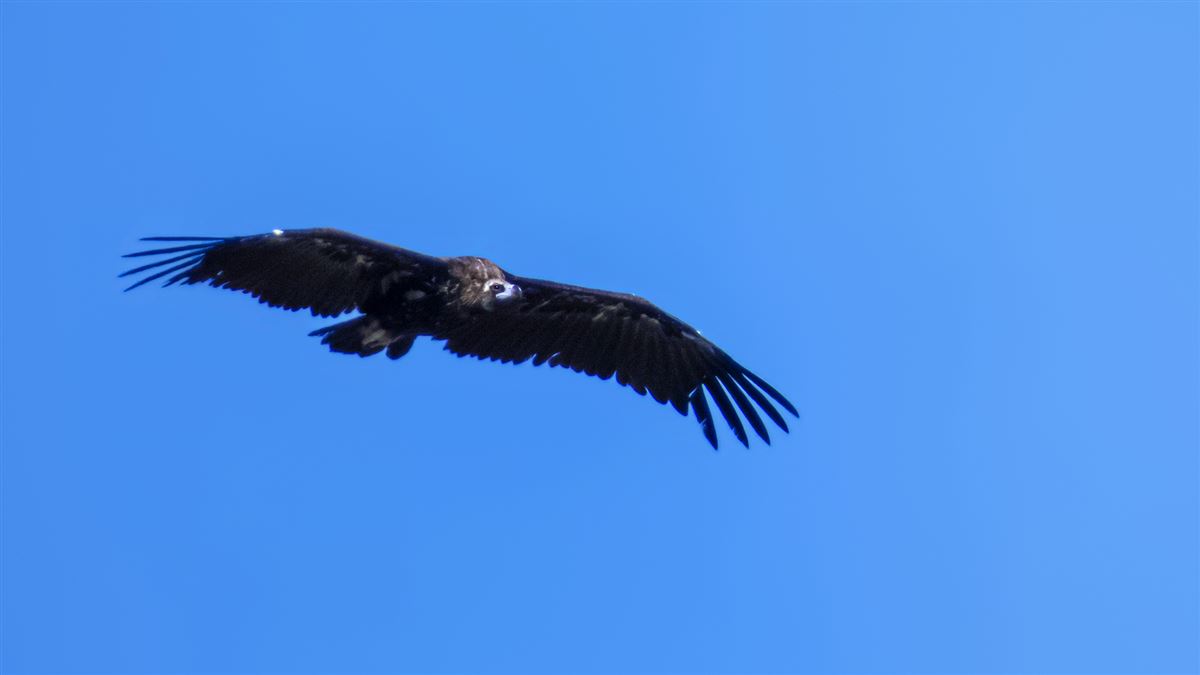 Cinereous Vulture
