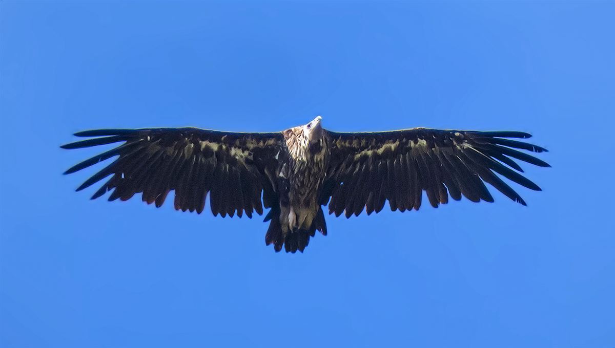 Cinereous Vulture