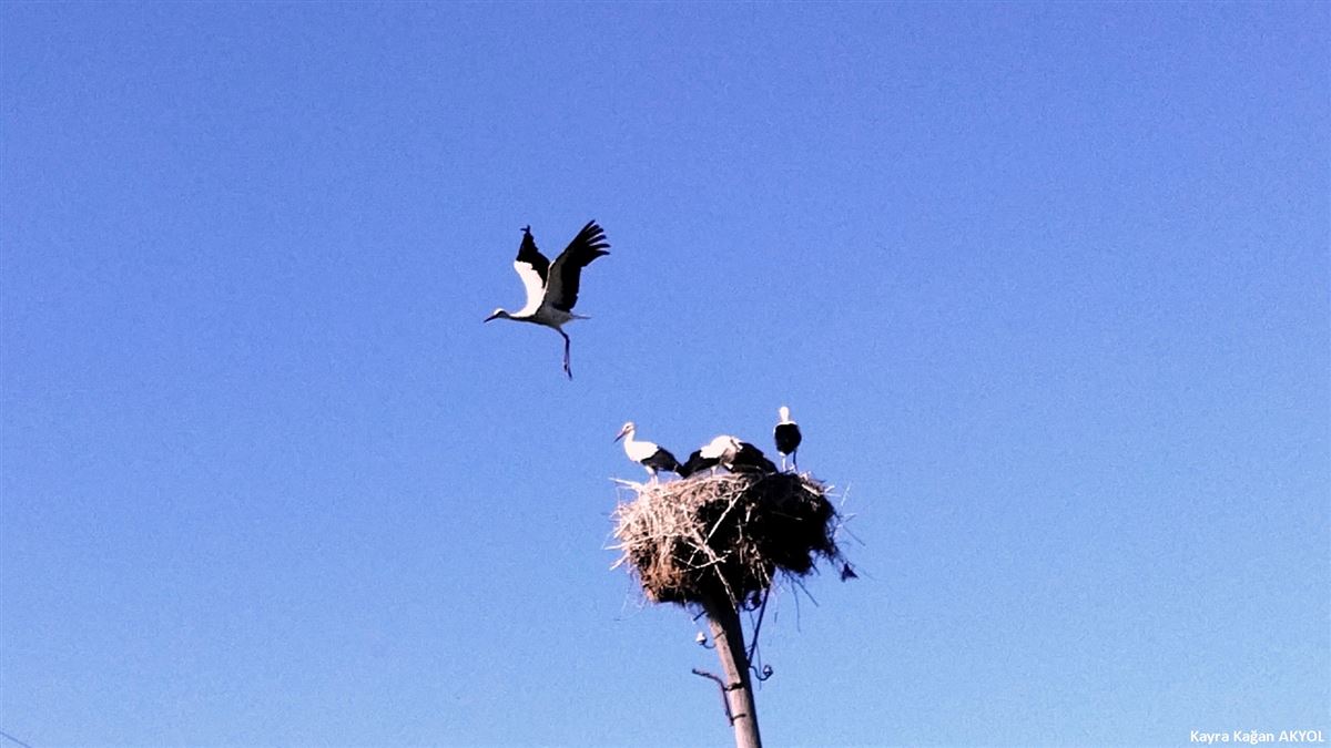 White Stork