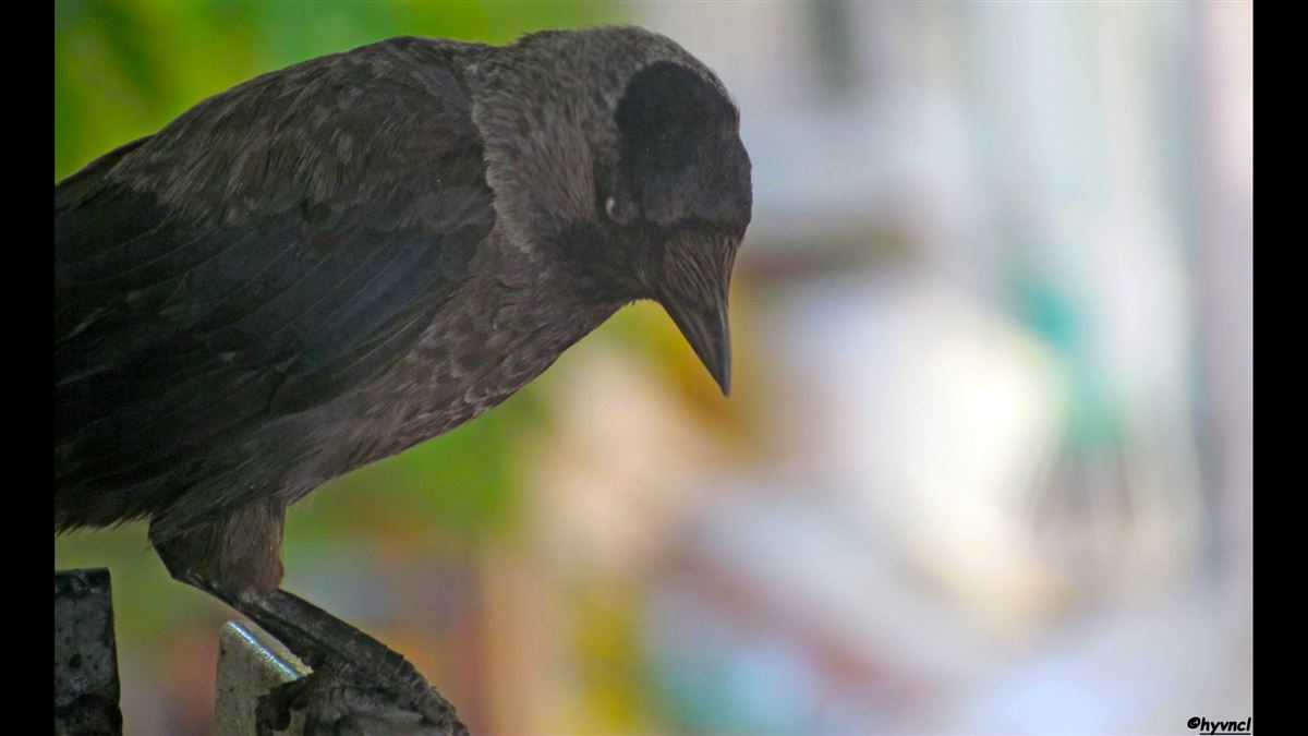 Western Jackdaw