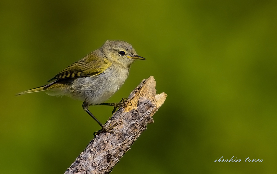 Eastern Bonelli`s Warbler
