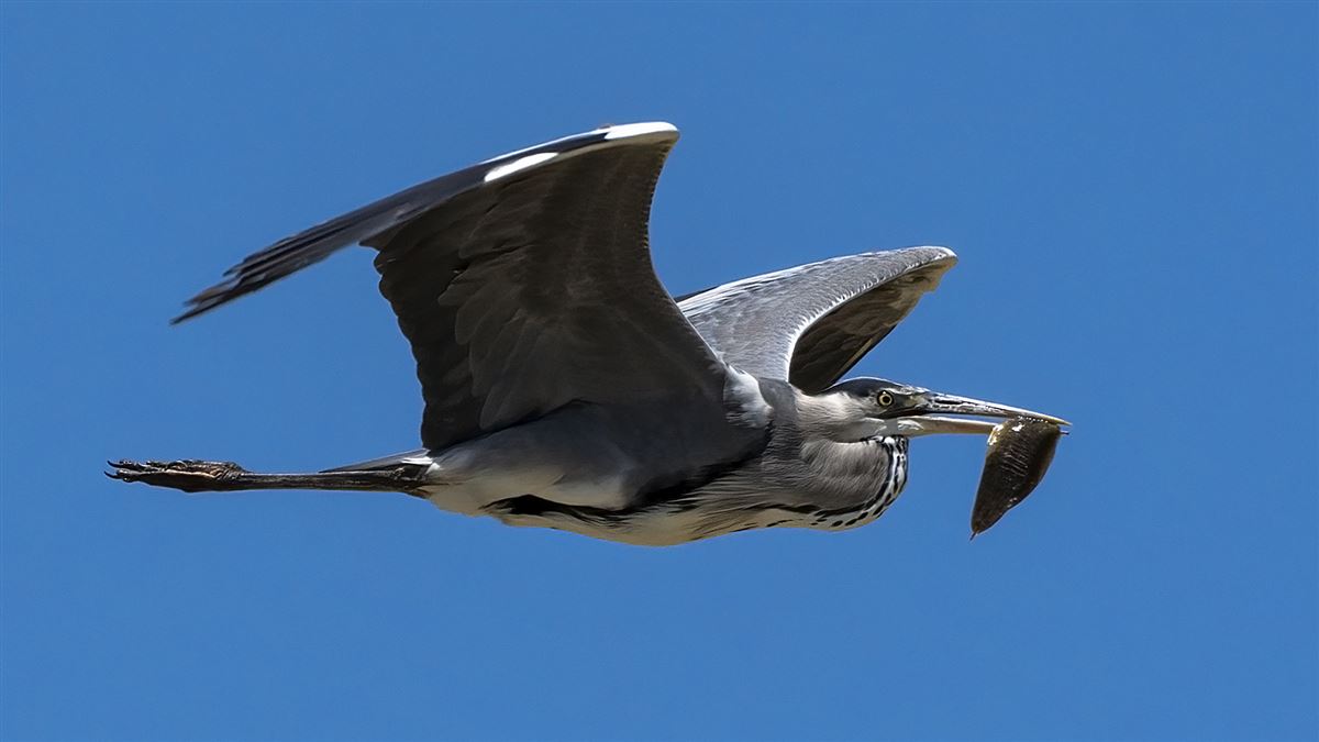 Grey Heron