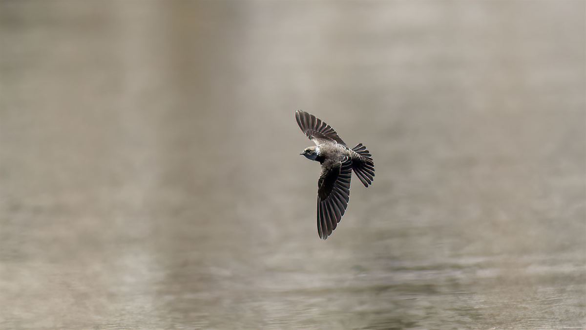 Sand Martin