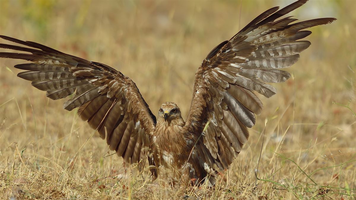Black Kite