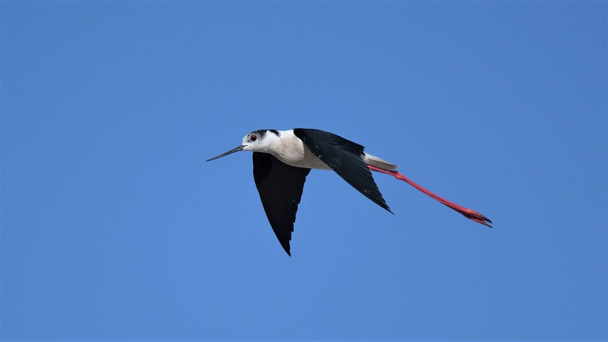 Black-winged Stilt