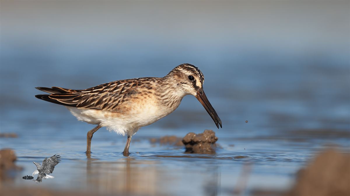 Broad-billed Sandpiper