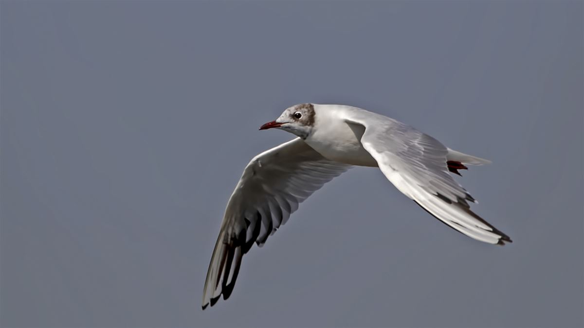 Black-headed Gull