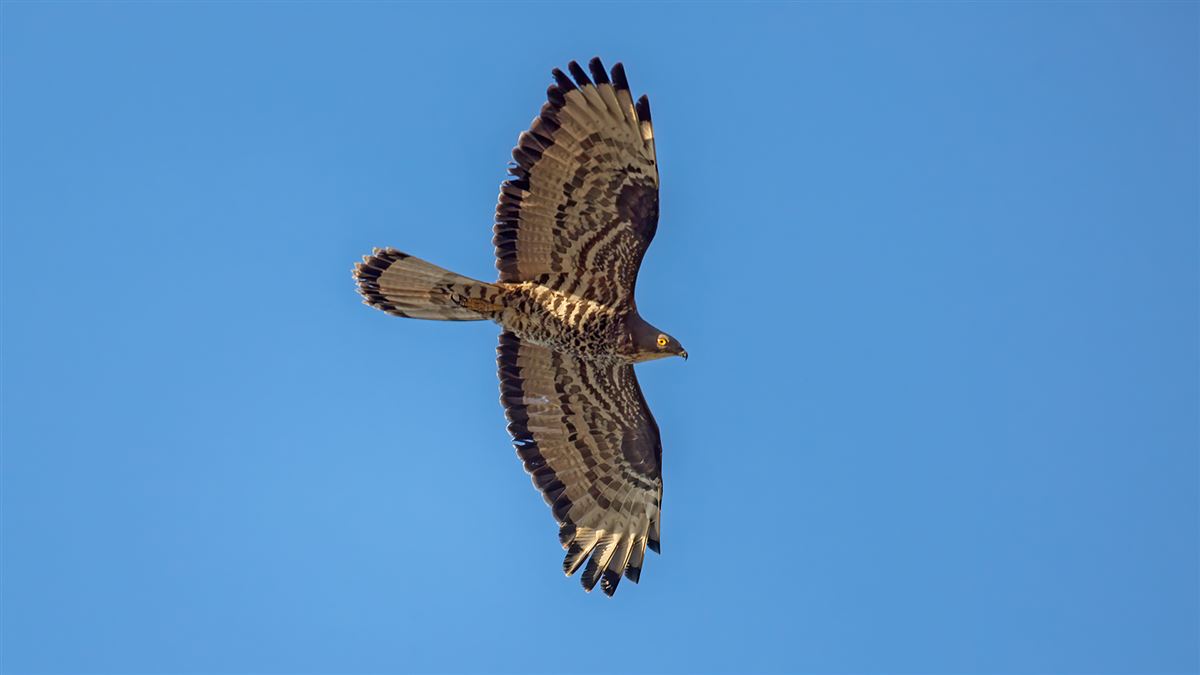 European Honey Buzzard