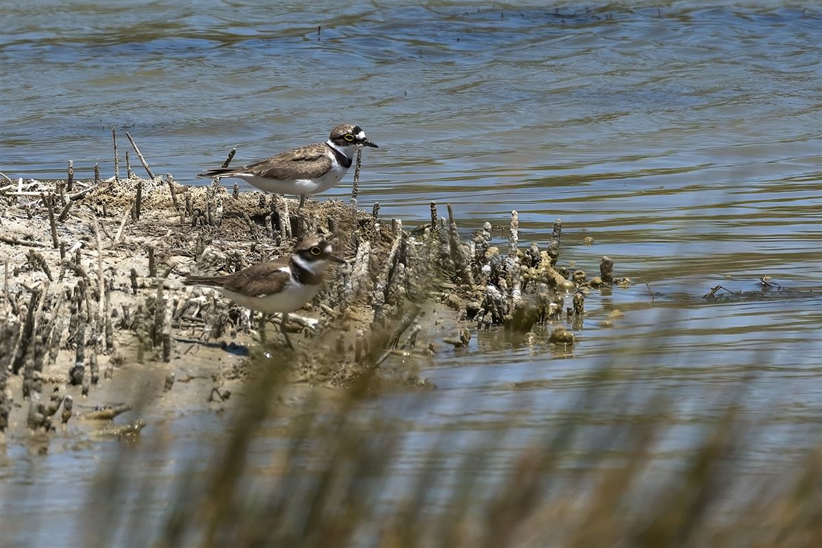 Little Ringed Plover