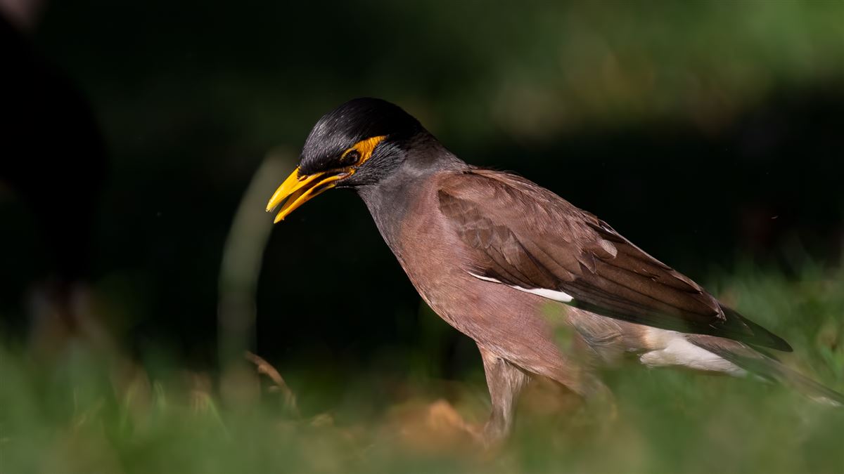 Common Myna