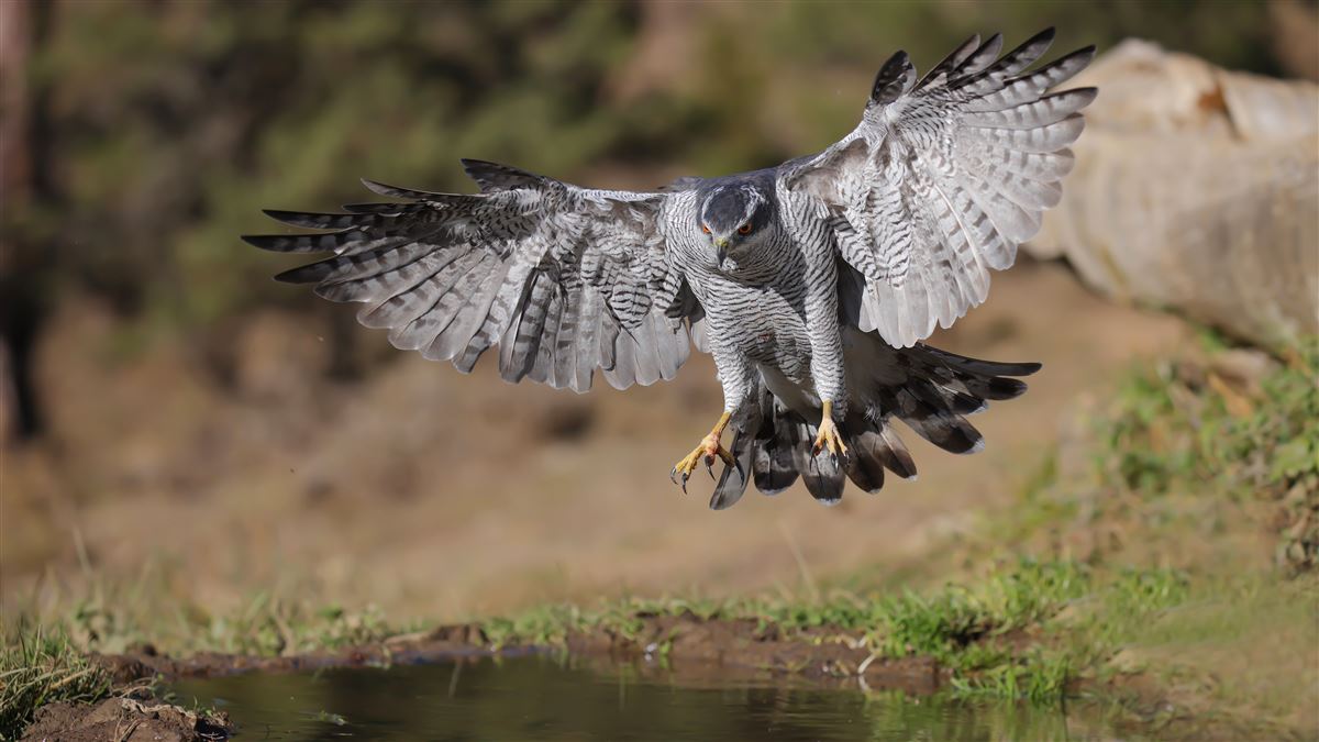 Eurasian Goshawk