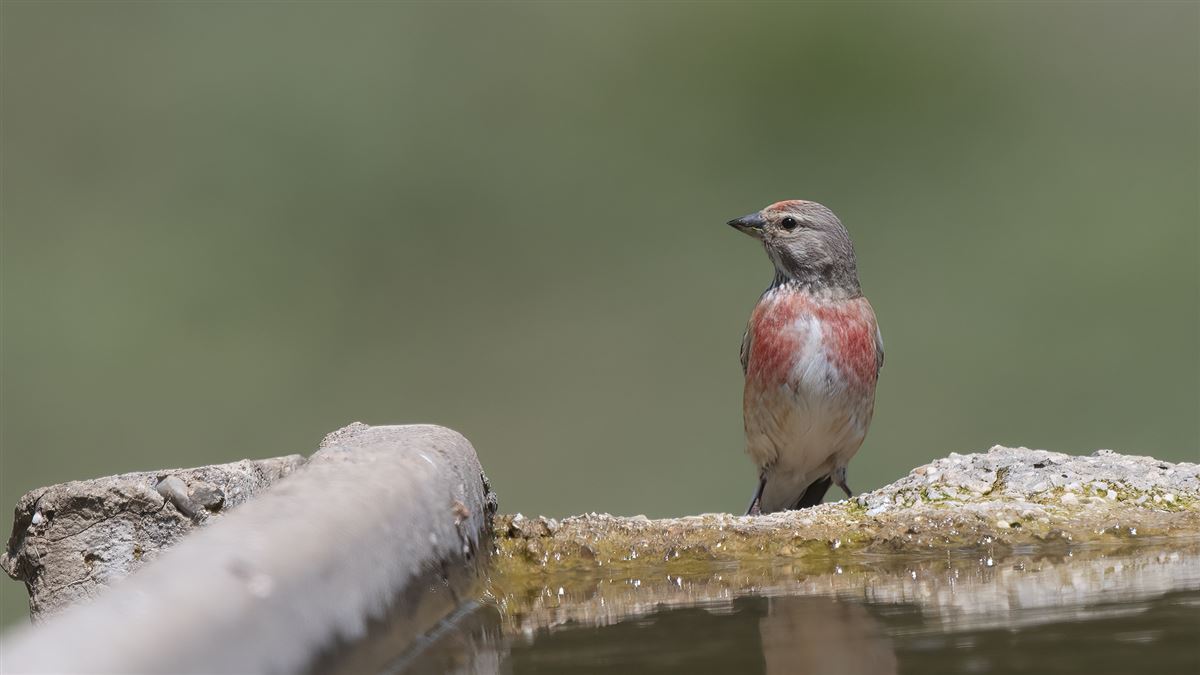 Common Linnet
