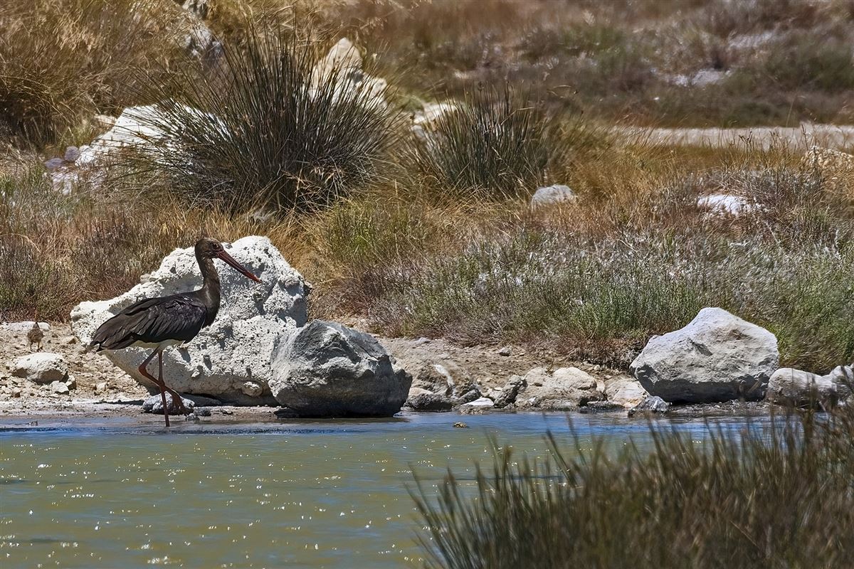 Black Stork