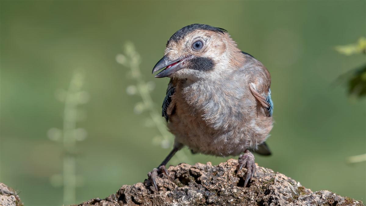 Eurasian Jay