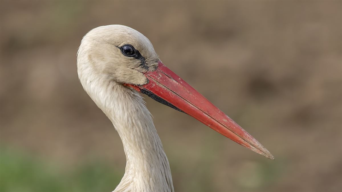 White Stork