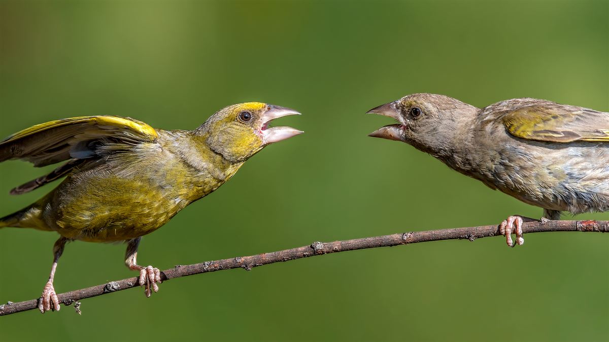 European Greenfinch
