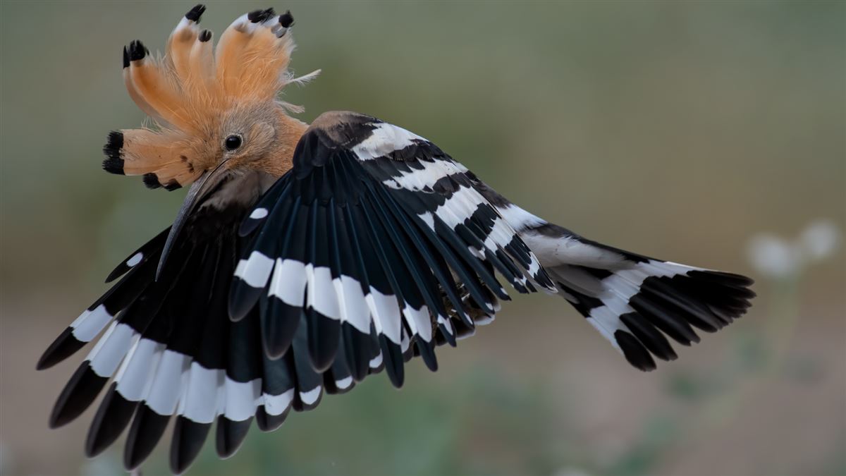 Common Hoopoe