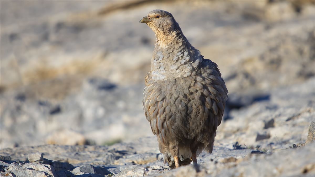 Caspian Snowcock