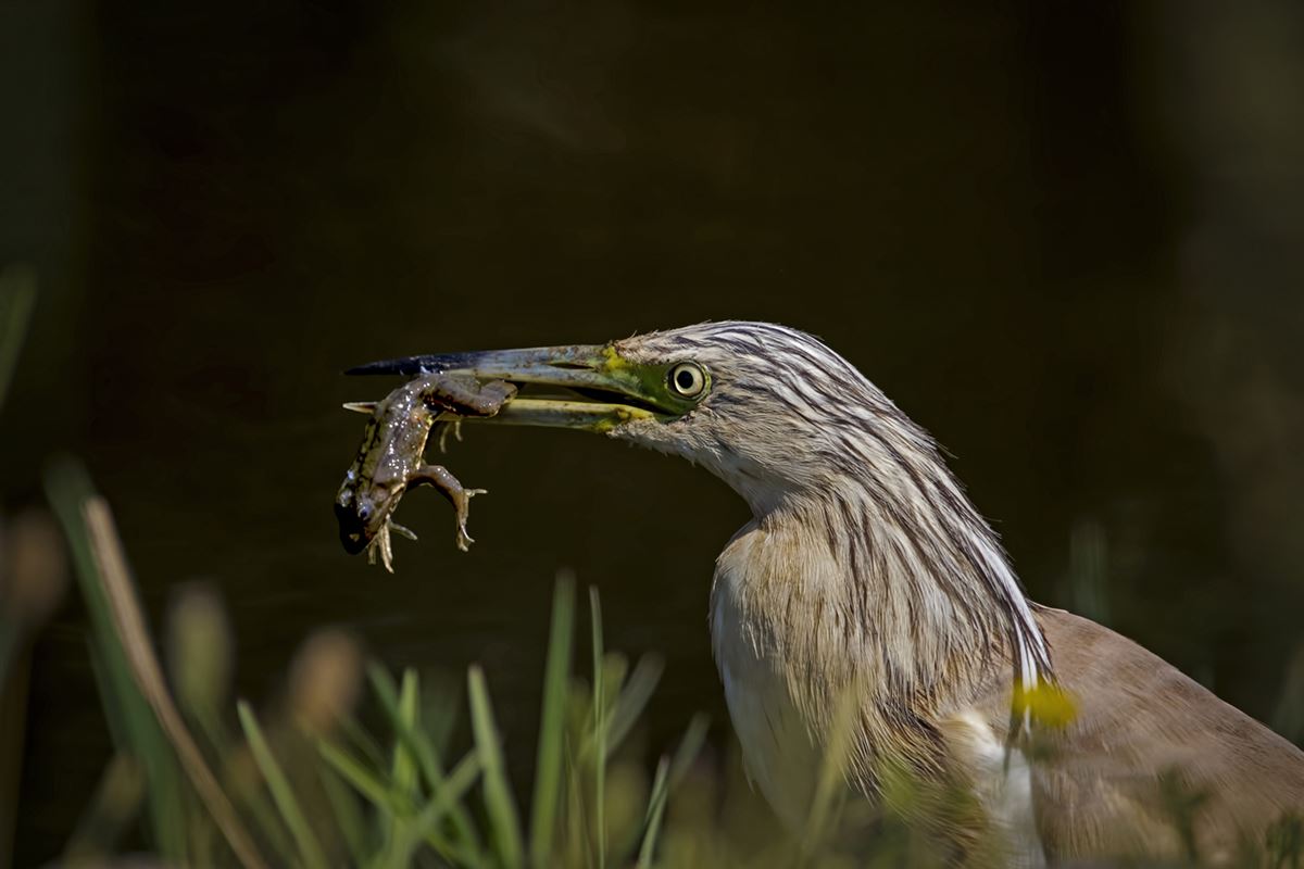 Squacco Heron