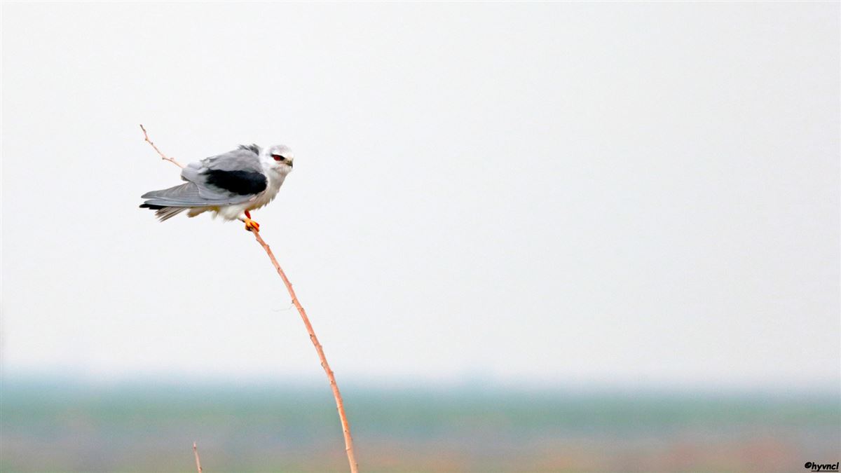 Black-winged Kite