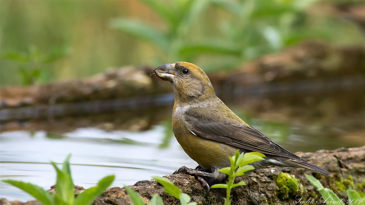 Red Crossbill
