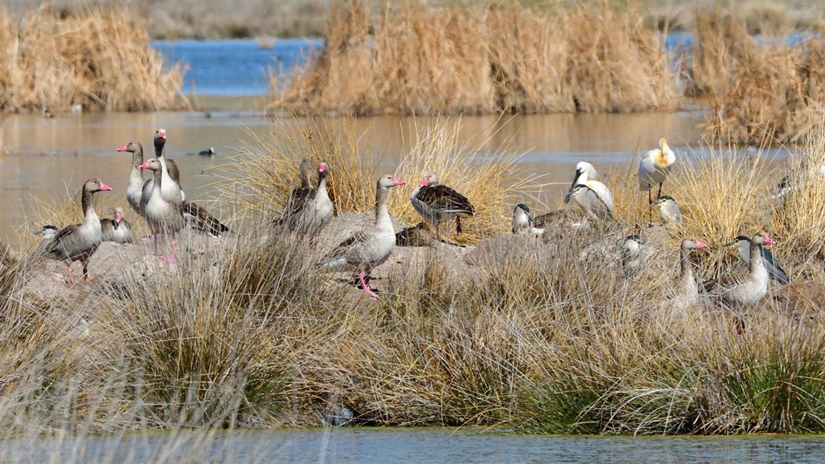 Greylag Goose