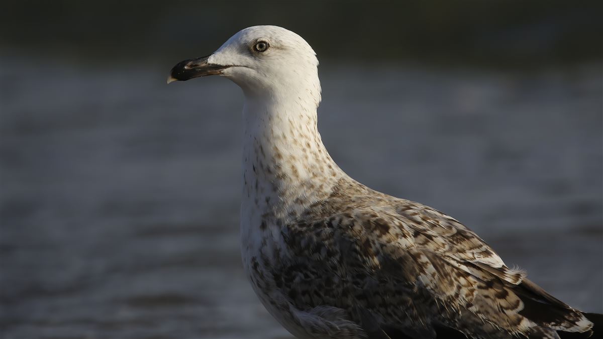 Yellow-legged Gull