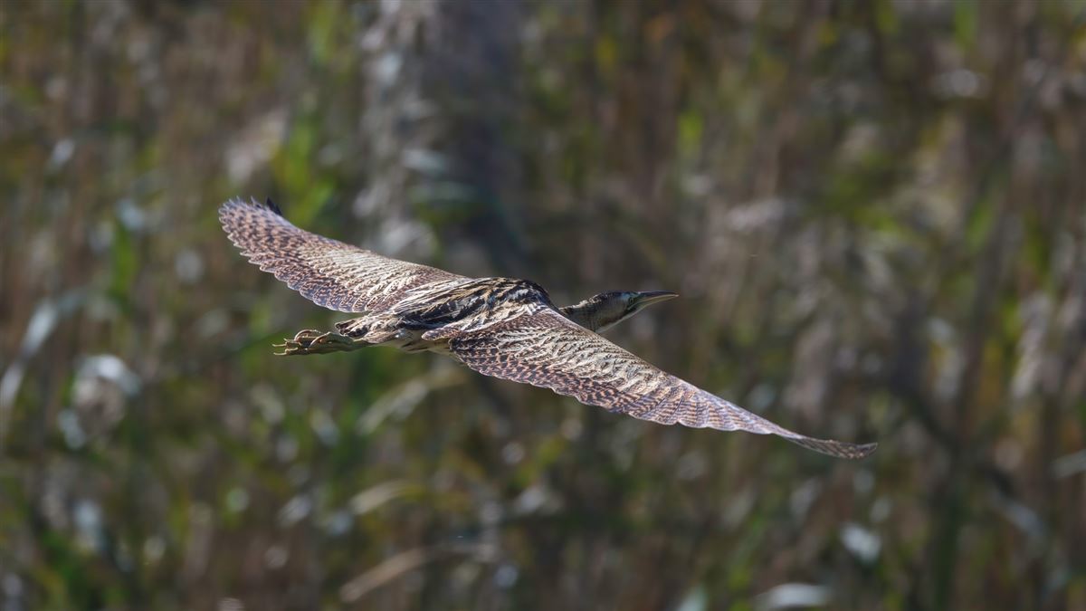 Eurasian Bittern
