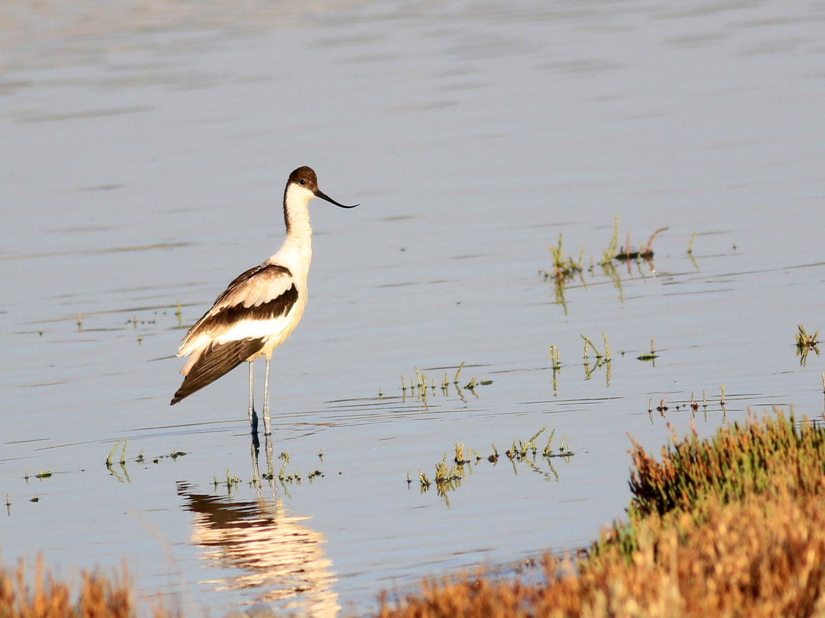 Pied Avocet