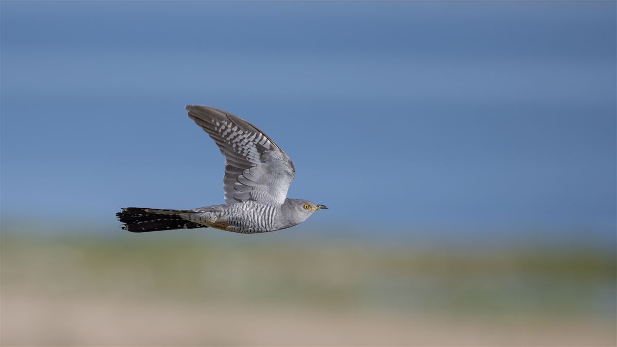 Common Cuckoo